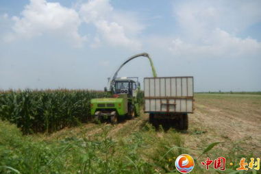 多措并舉備足“冬糧” 縣畜牧局積極推進青貯飼料儲備與銷售工作