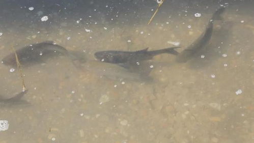 鞏留縣舉行2025年漁業資源增殖放流活動 助力生態保護與產業發展